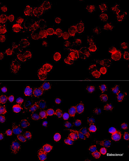 Western blot analysis of extracts of various cell lines using ARHGAP45 Polyclonal Antibody at dilution of 1:1000.