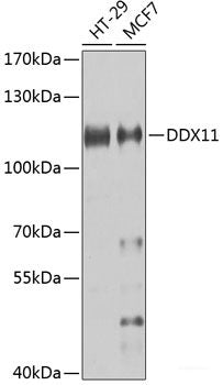 Immunofluorescence analysis of A549 cells using TCEAL8 Polyclonal Antibody