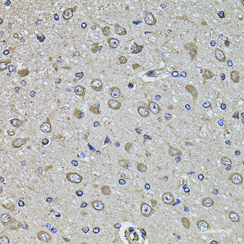 Immunohistochemistry of paraffin-embedded Rat brain using AIFM3 Polyclonal Antibody at dilution of 1:100 (40x lens).