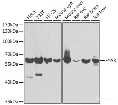 Western blot analysis of extracts of various cell lines using CKMT2 Polyclonal Antibody at dilution of 1:1000.