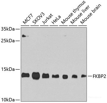 Western blot analysis of extracts of various cell lines using NID1 Polyclonal Antibody at dilution of 1:1000.