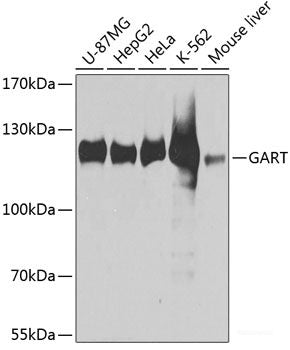Western blot analysis of extracts of Mouse lung using ISCU Polyclonal Antibody.
