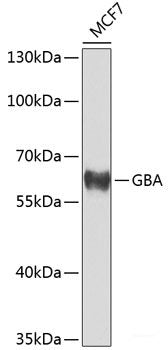 Western blot analysis of extracts of various cell lines using SNX1 Polyclonal Antibody at dilution of 1:1000.