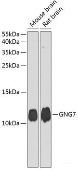 Western blot analysis of extracts of various cell lines using COLEC12 Polyclonal Antibody at dilution of 1:2000.