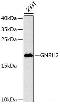 Immunofluorescence analysis of HeLa cells using ALDH7A1 Polyclonal Antibody at dilution of 1:100. Blue: DAPI for nuclear staining.