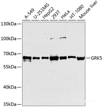 Western blot analysis of extracts of various cell lines using TRIM29 Polyclonal Antibody.