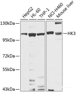 Western blot analysis of extracts of A-375 cells using SOX10 Polyclonal Antibody.