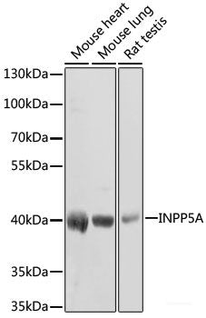 Immunohistochemistry of paraffin-embedded Rat testis using UBL3 Polyclonal Antibody at dilution of 1:100 (40x lens).