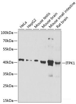Western blot analysis of extracts of various cell lines using PTCD3 Polyclonal Antibody at dilution of 1:1000.