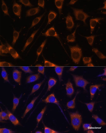 Immunofluorescence analysis of U2OS cells using Phospho-RAF1(S621) Polyclonal Antibody