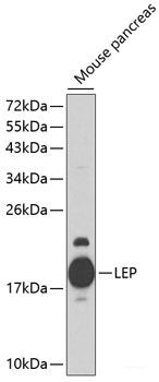 Western blot analysis of extracts of various cell lines using DCAF13 Polyclonal Antibody at dilution of 1:3000.