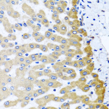 Immunofluorescence analysis of C6 cells using NRBF2 Polyclonal Antibody at dilution of 1:100. Blue: DAPI for nuclear staining.