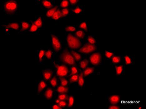 Western blot analysis of extracts of various cell lines using PARL Polyclonal Antibody at dilution of 1:1000.
