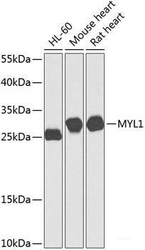Western blot analysis of extracts of various cell lines using PLK3 Polyclonal Antibody at dilution of 1:1000.