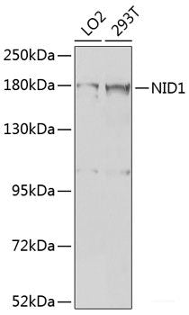 Western blot analysis of extracts of various cell lines using GPRC6A Polyclonal Antibody at dilution of 1:1000.