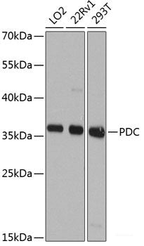 Western blot analysis of extracts of various cell lines using MRFAP1 Polyclonal Antibody at dilution of 1:1000.