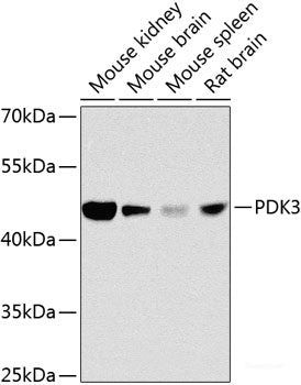 Western blot analysis of extracts of various cell lines using HS1BP3 Polyclonal Antibody at dilution of 1:1000.