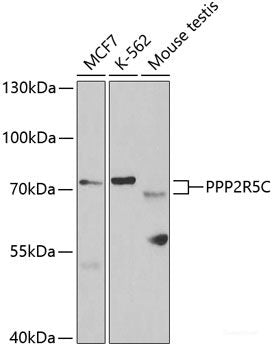 Western blot analysis of extracts of various cell lines using GRB2 Polyclonal Antibody at dilution of 1:1000.