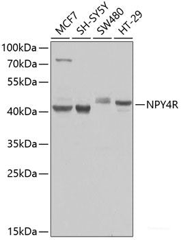 Western blot analysis of extracts of various cell lines using METTL3 Polyclonal Antibody at dilution of 1:1000.