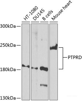 Western blot analysis of extracts of various cell lines using IMPDH1 Polyclonal Antibody at dilution of 1:1000.