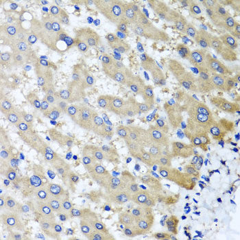 Immunofluorescence analysis of U-2 OS cells using Histone H1.0 Polyclonal Antibody at dilution of 1:100. Blue: DAPI for nuclear staining.