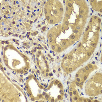 Immunohistochemistry of paraffin-embedded Mouse kidney using MAS1 Polyclonal Antibody at dilution of 1:100 (40x lens).