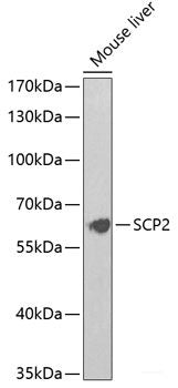 Immunofluorescence analysis of PC12 cells using ICAM1 Polyclonal Antibody at dilution of 1:100. Blue: DAPI for nuclear staining.