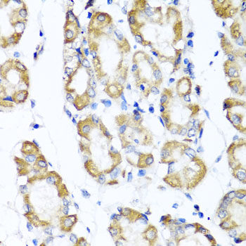 Immunohistochemistry of paraffin-embedded Human stomach using Argonaute-2 Polyclonal Antibody at dilution of 1:100 (40x lens).