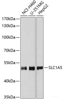 Immunohistochemistry of paraffin-embedded Rat brain using CCAR2 Polyclonal Antibody at dilution of 1:100 (40x lens).