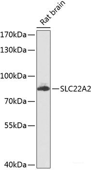 Immunofluorescence analysis of HeLa cells using ANXA3 Polyclonal Antibody at dilution of 1:100 (40x lens). Blue: DAPI for nuclear staining.