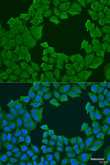 Western blot analysis of extracts of various cell lines using RSPO3 Polyclonal Antibody at dilution of 1:1000.