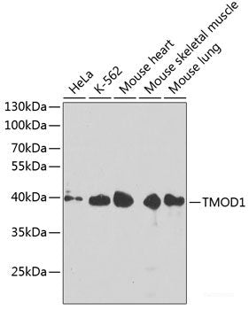 Western blot analysis of extracts of various cell lines using DNAJB14 Polyclonal Antibody at dilution of 1:1000.