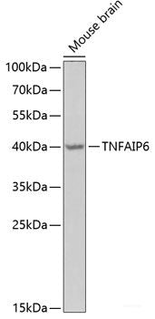 Western blot analysis of extracts of various cell lines using DLK1 Polyclonal Antibody at dilution of 1:1000.