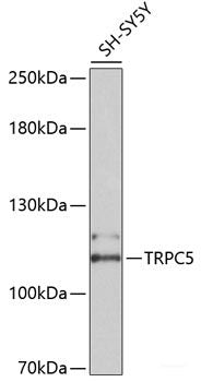 Western blot analysis of extracts of various cell lines using IRF4 Polyclonal Antibody.