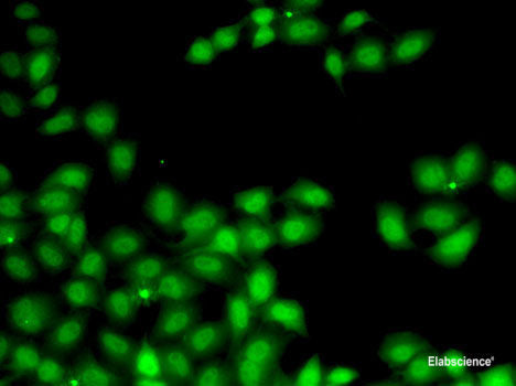 Immunofluorescence analysis of U2OS cells using ATP7B Polyclonal Antibody