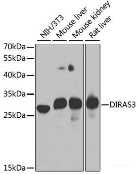 Western blot analysis of extracts of various cell lines using GLUT3 Polyclonal Antibody at dilution of 1:1000.
