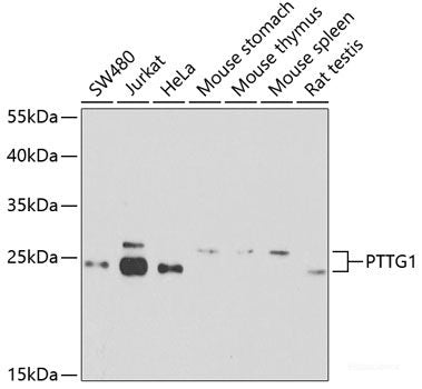 Western blot analysis of extracts of various cell lines using ARHGEF3 Polyclonal Antibody at dilution of 1:1000.