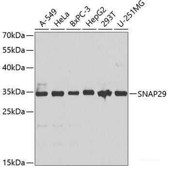 Western blot analysis of extracts of various cell lines using TSPAN33 Polyclonal Antibody at dilution of 1:1000.