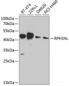 Western blot analysis of extracts of various cell lines using CISD2 Polyclonal Antibody at dilution of 1:1000.