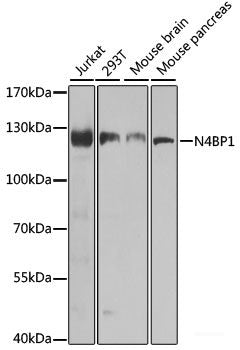 Western blot analysis of extracts of 293T cells using FCAR Polyclonal Antibody.