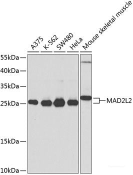 Western blot analysis of extracts from HeLa cells using Phospho-p53(S6) Polyclonal Antibody.