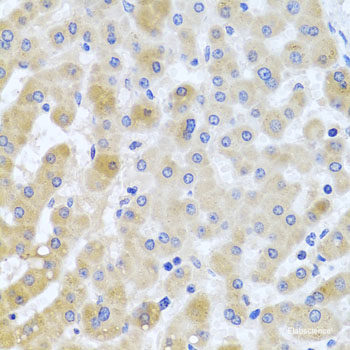 Immunofluorescence analysis of A549 cells using ATL1 Polyclonal Antibody