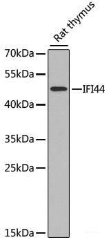 Western blot analysis of extracts of HL-60 cells using DMRT1 Polyclonal Antibody at dilution of 1:1000.