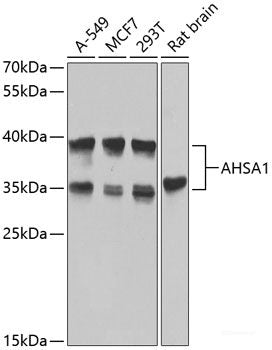 Western blot analysis of extracts of various cell lines using NDUFA12 Polyclonal Antibody at dilution of 1:3000.