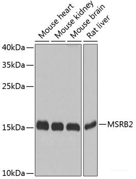 Immunofluorescence analysis of 293T cells using HNRPH3 Polyclonal Antibody at dilution of 1:100 (40x lens). Blue: DAPI for nuclear staining.