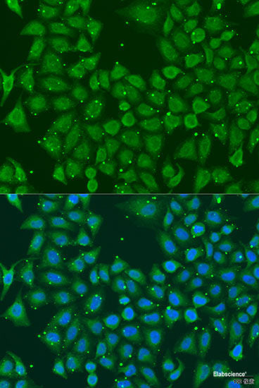Western blot analysis of extracts of Mouse heart using ESRRB Polyclonal Antibody at dilution of 1:1000.