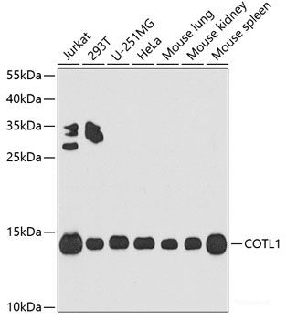 Western blot analysis of extracts of various cell lines using BPI Polyclonal Antibody at dilution of 1:1000.