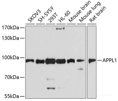 Western blot analysis of extracts of various cell lines using RAD17 Polyclonal Antibody at dilution of 1:1000.