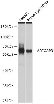 Western blot analysis of extracts of 293T cells using GNRH2 Polyclonal Antibody at dilution of 1:1000.