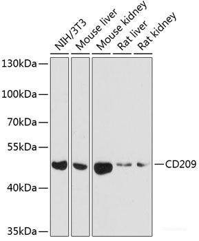 Immunofluorescence analysis of Hela cells using DNAJC19 Polyclonal Antibody at dilution of 1:100 (40x lens). Blue: DAPI for nuclear staining.
